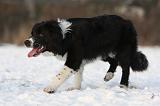 BORDER COLLIE 1164